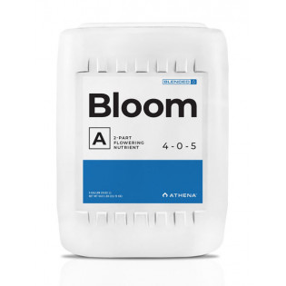 Bloom A