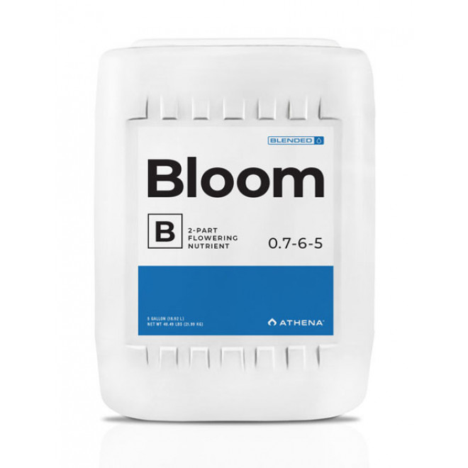 Bloom B